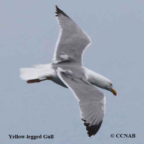 Birds of North America