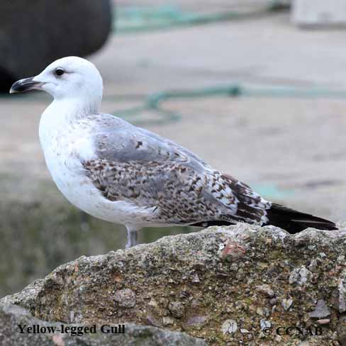 Birds of North America