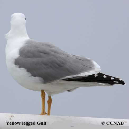 Birds of North America