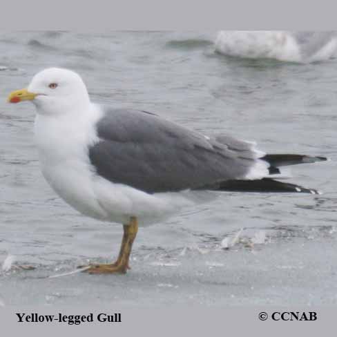 Birds of North America