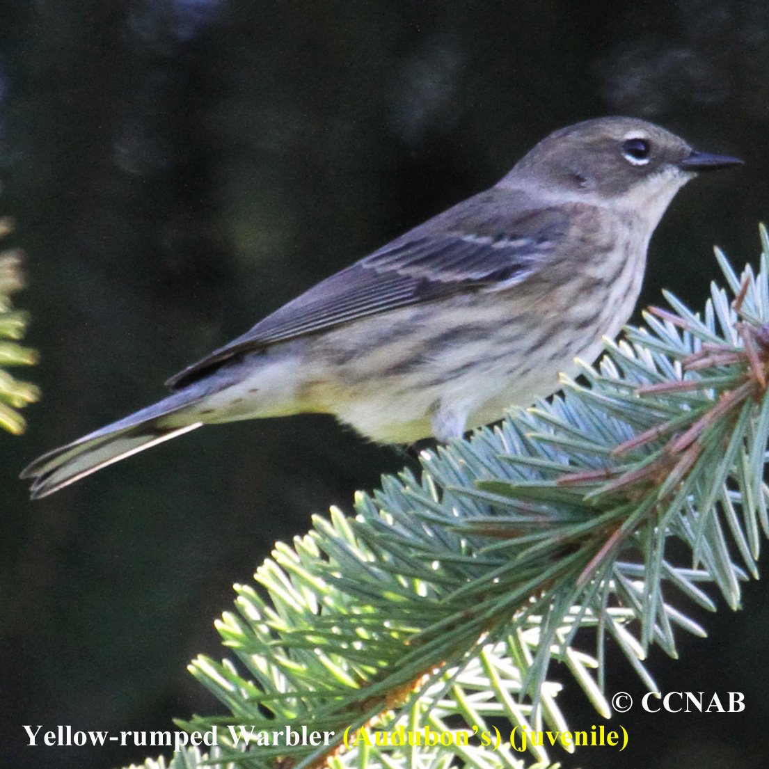 Birds of North America