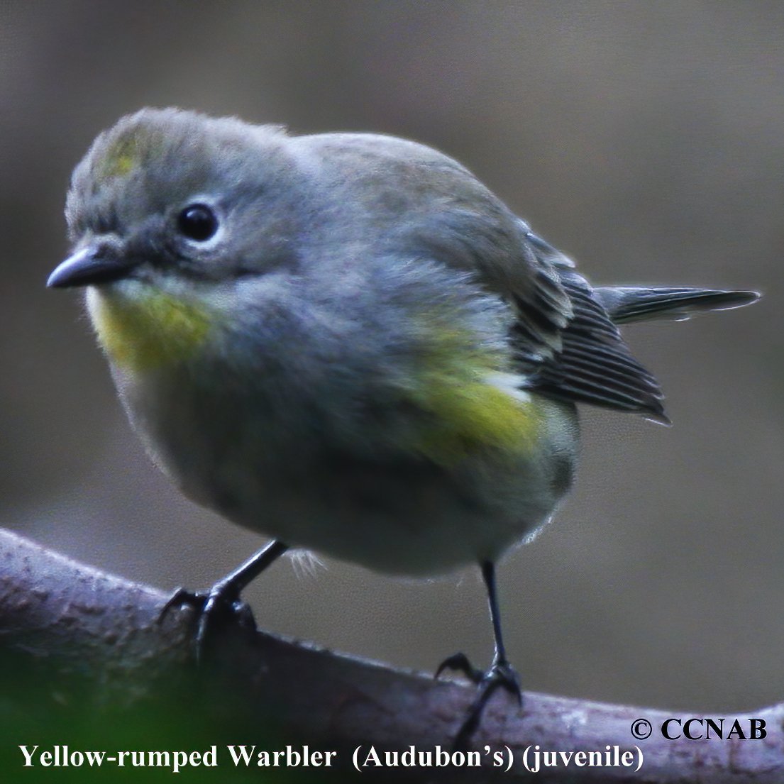 Birds of North America