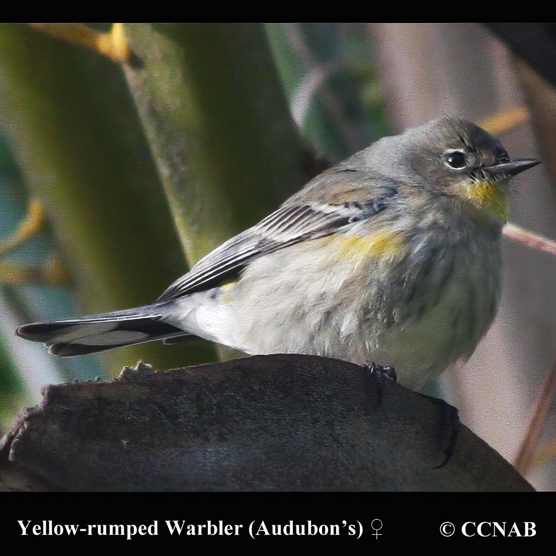 Birds of North America