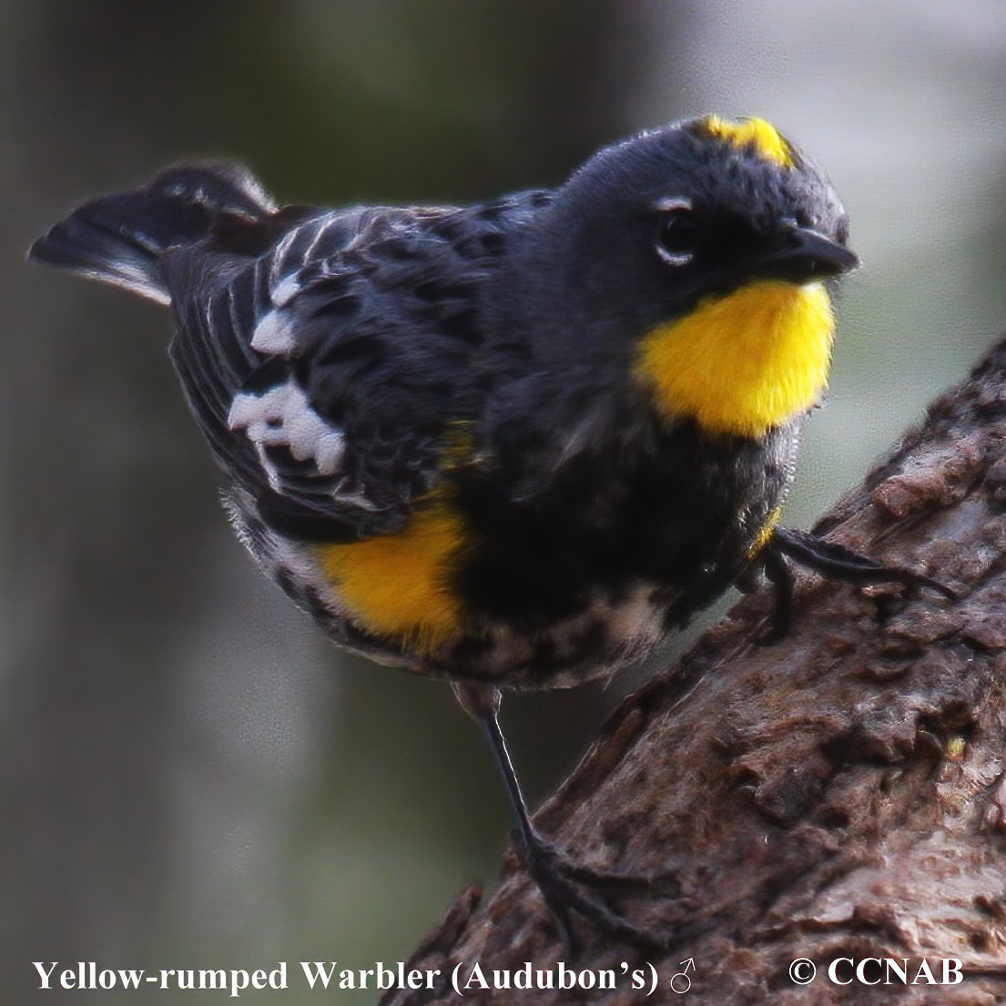 Birds of North America