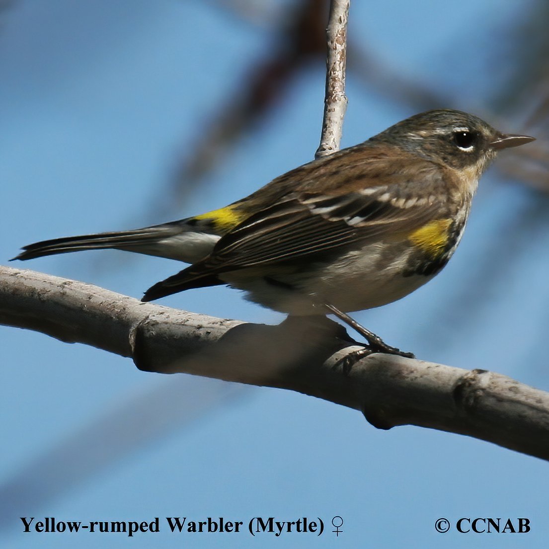 North American Warblers