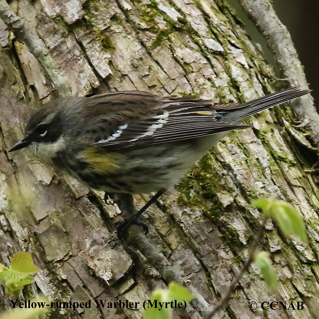 North American Warblers