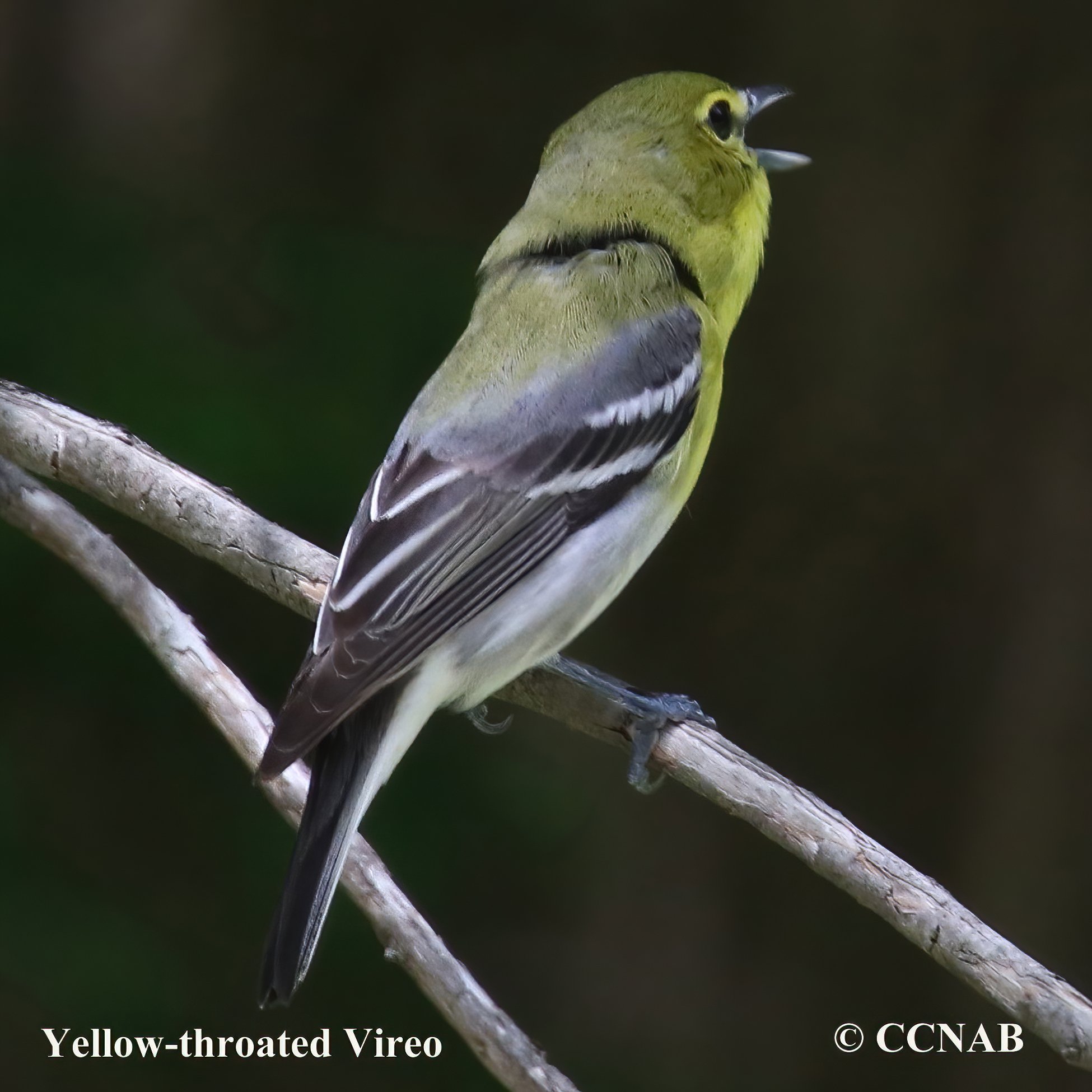 Birds of North America