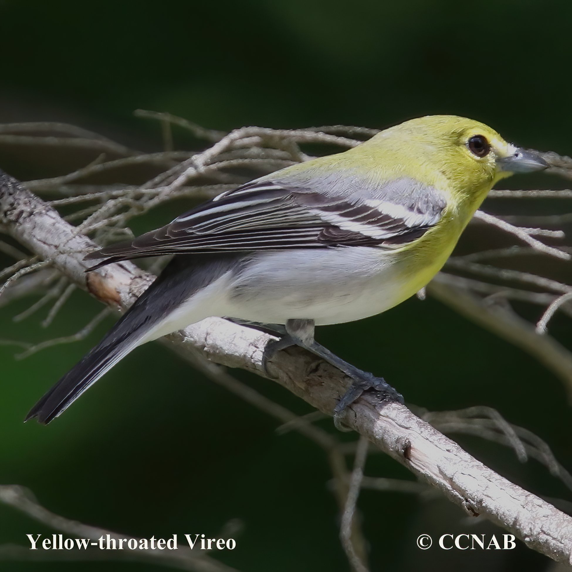 Birds of North America