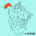  Yellow Wagtail (Eastern) range map