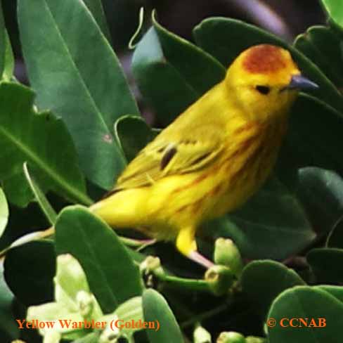Birds of North America
