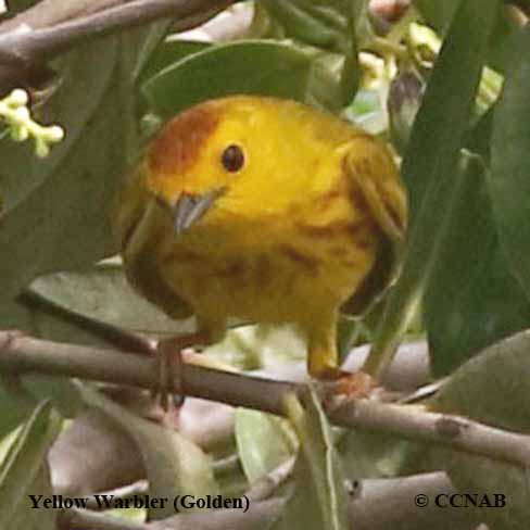 Birds of North America