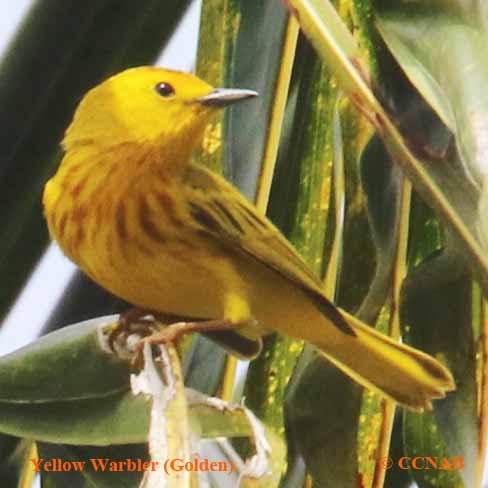 North American Warblers