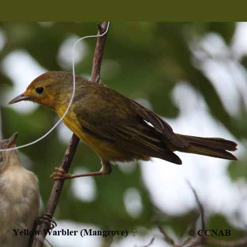 Birds of North America