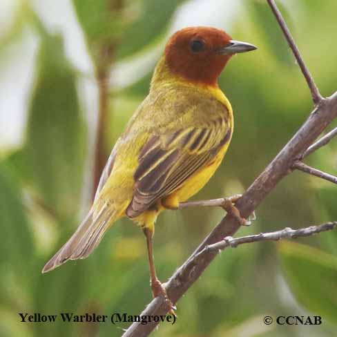 Birds of North America