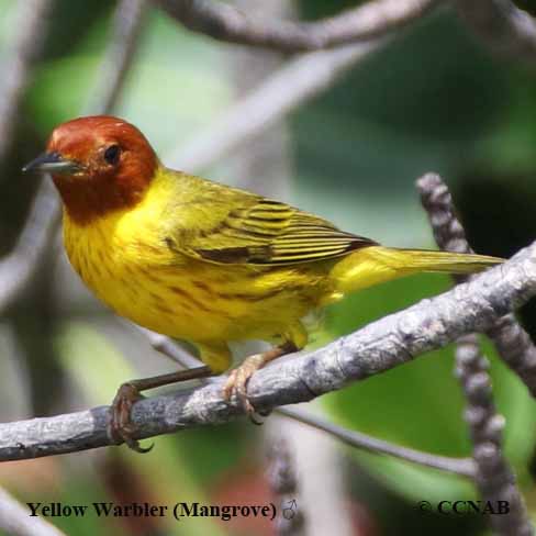 Birds of North America