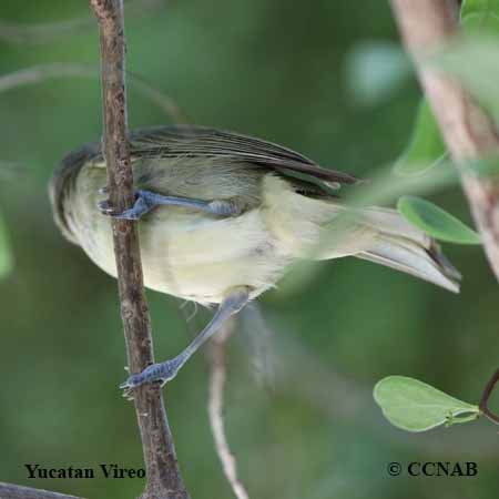Birds of North America