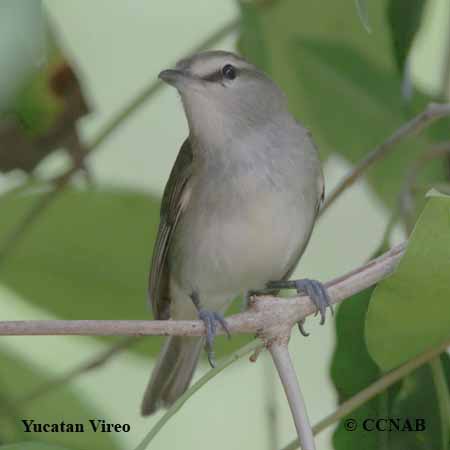 Birds of North America