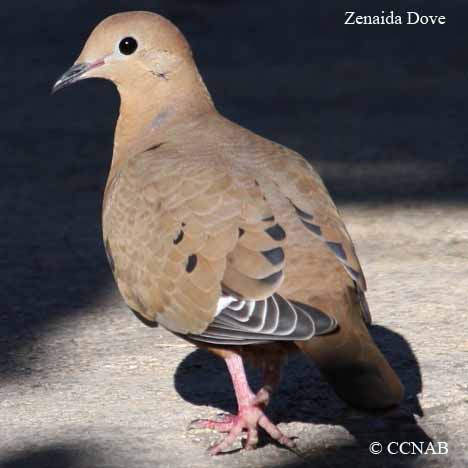Birds of North America