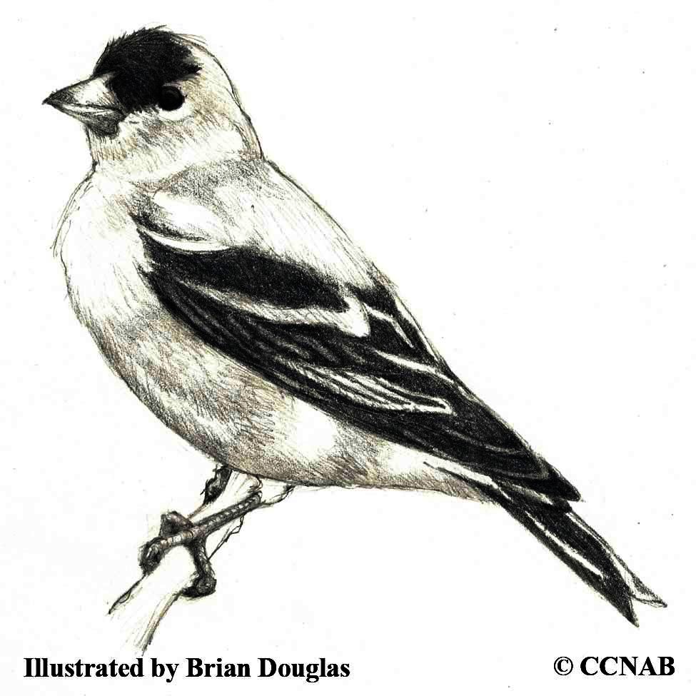goldfinches