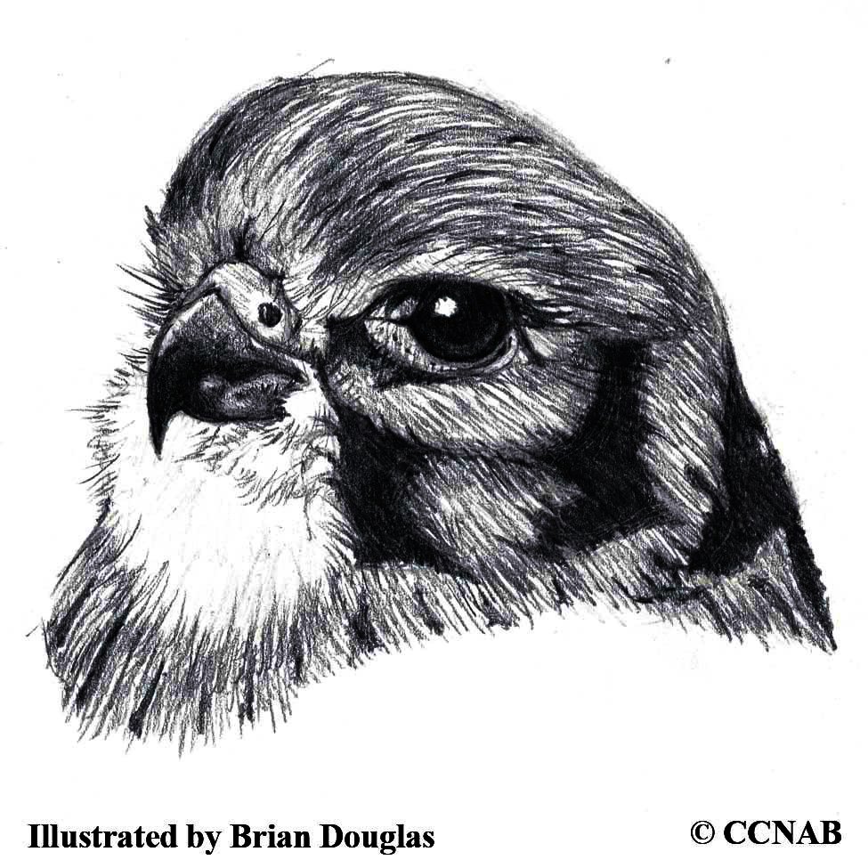 kestrels