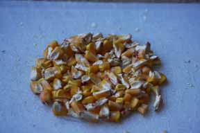 cracked corn