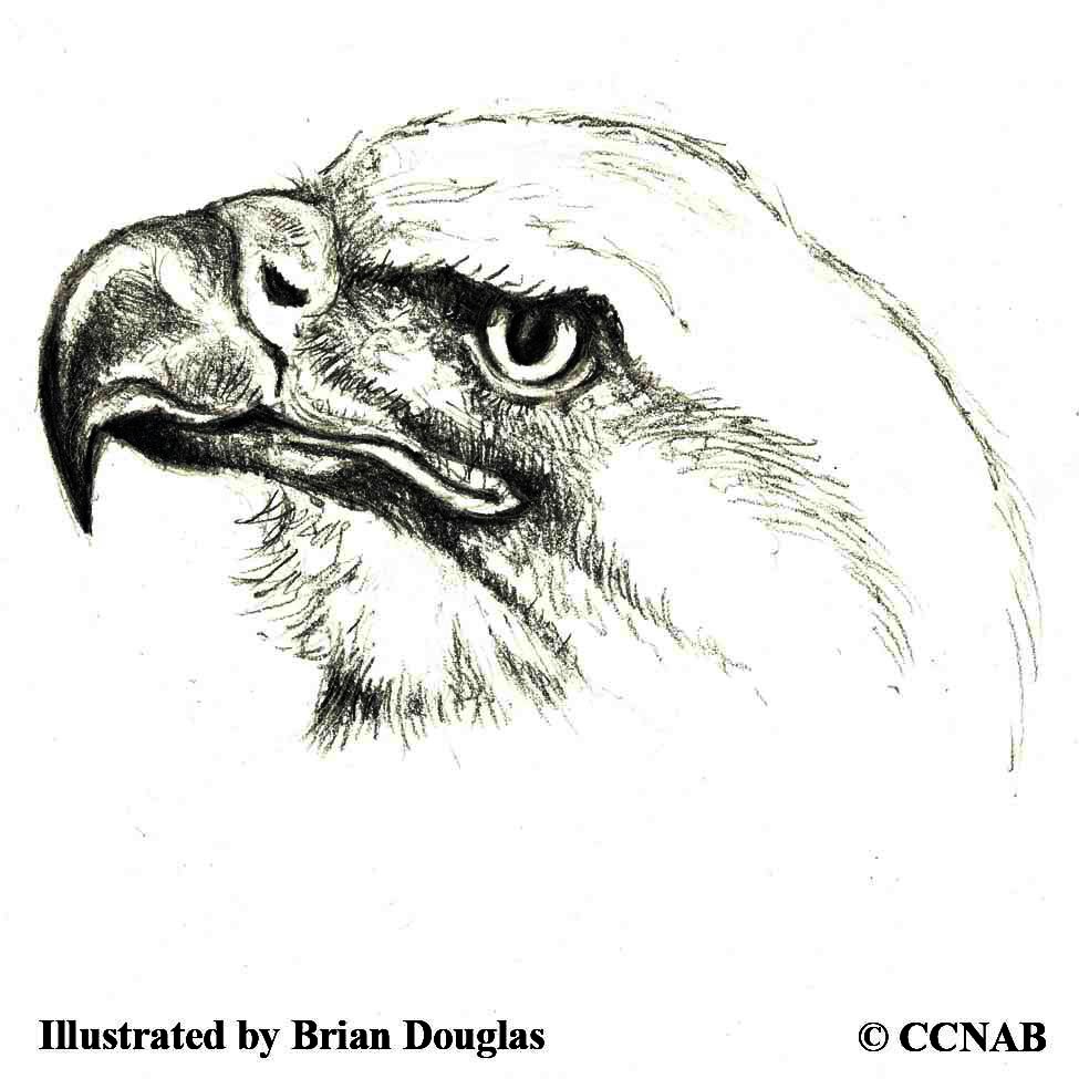 eagles