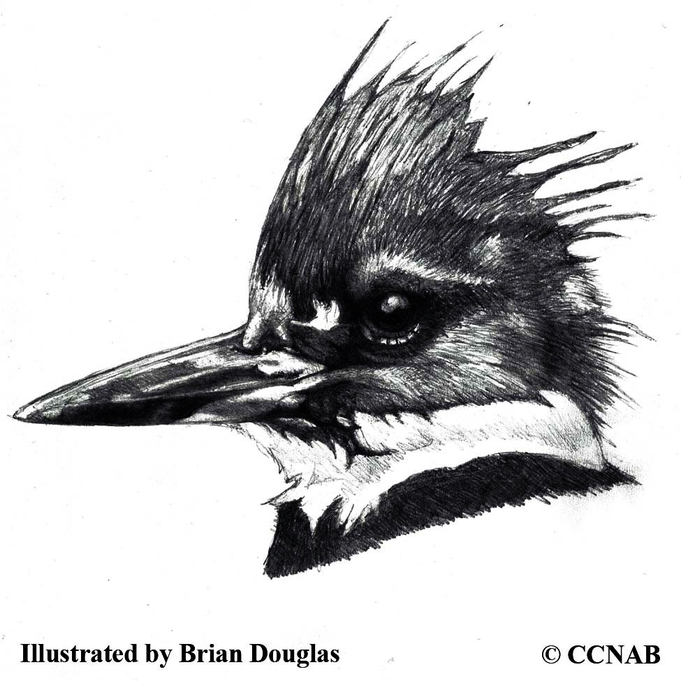 kingfishers