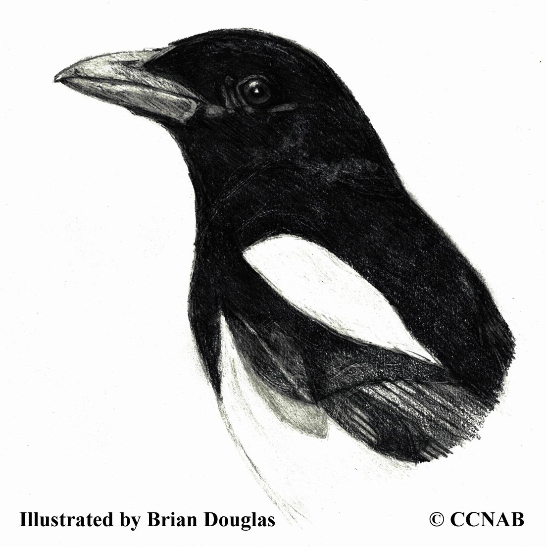 magpies