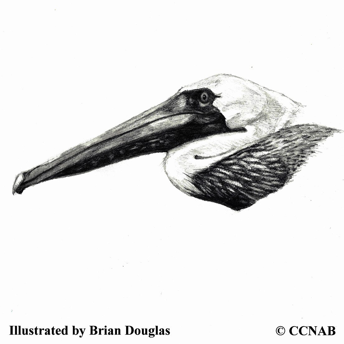 pelicans