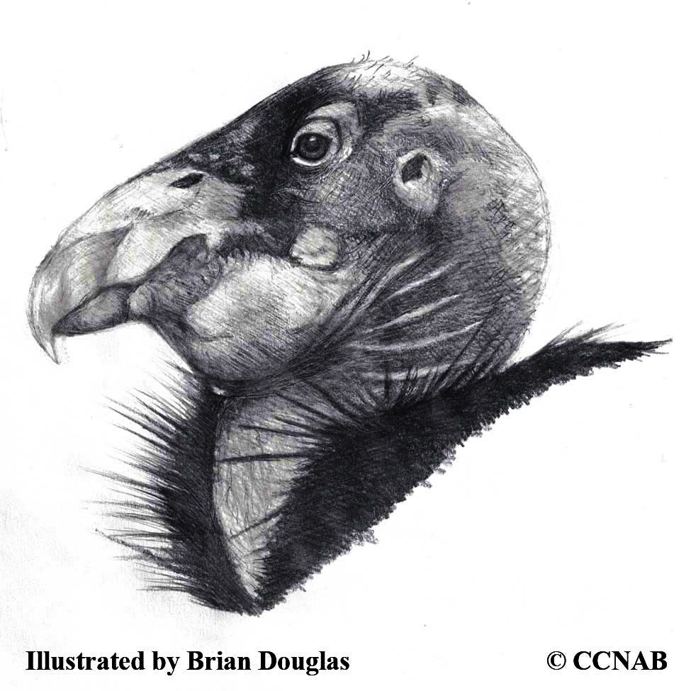 condors