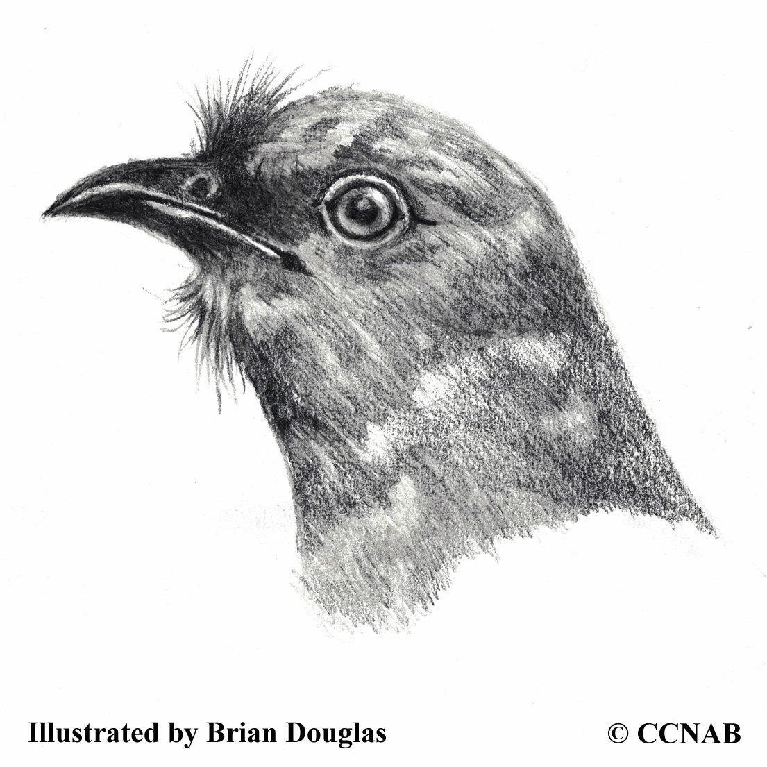 cuckoos