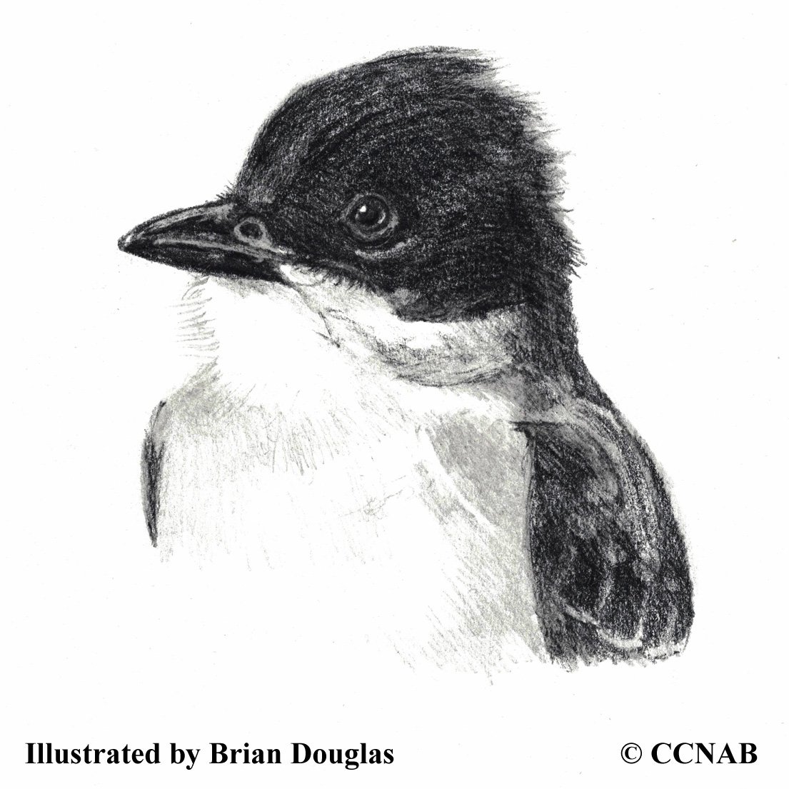 kingbirds