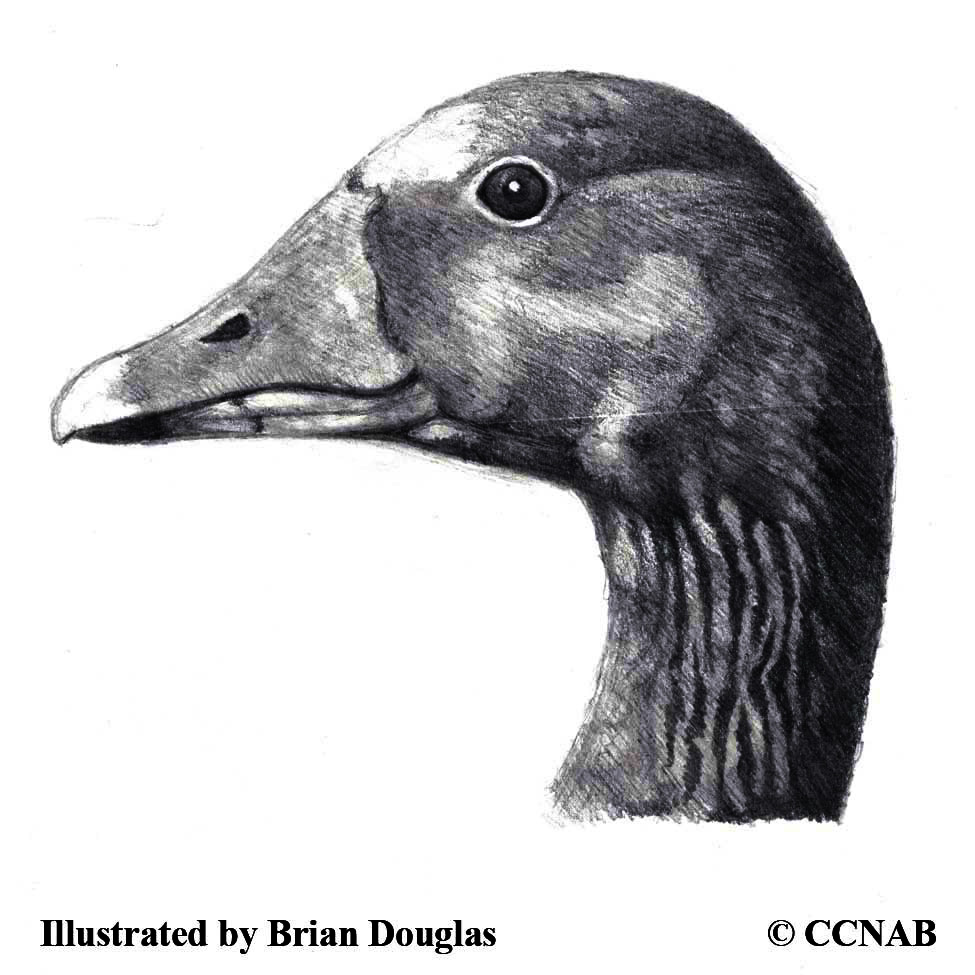 geese