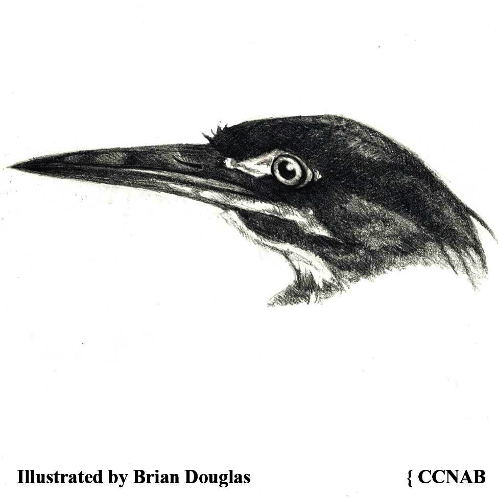 herons