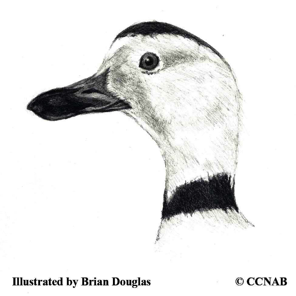 ducks