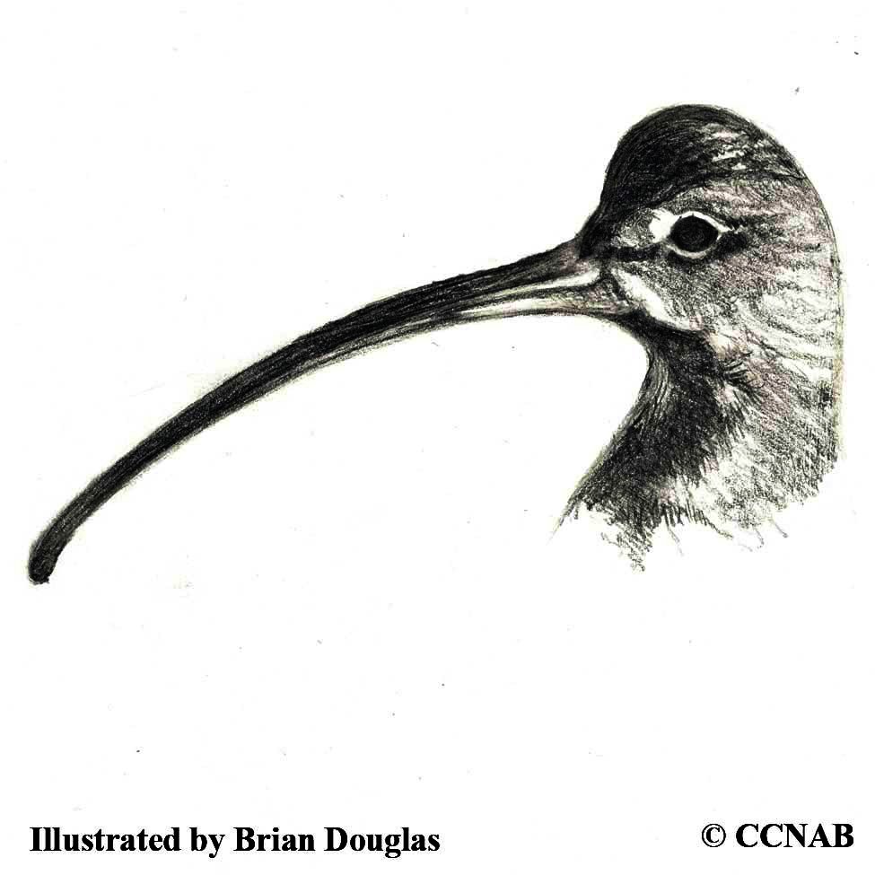 curlews