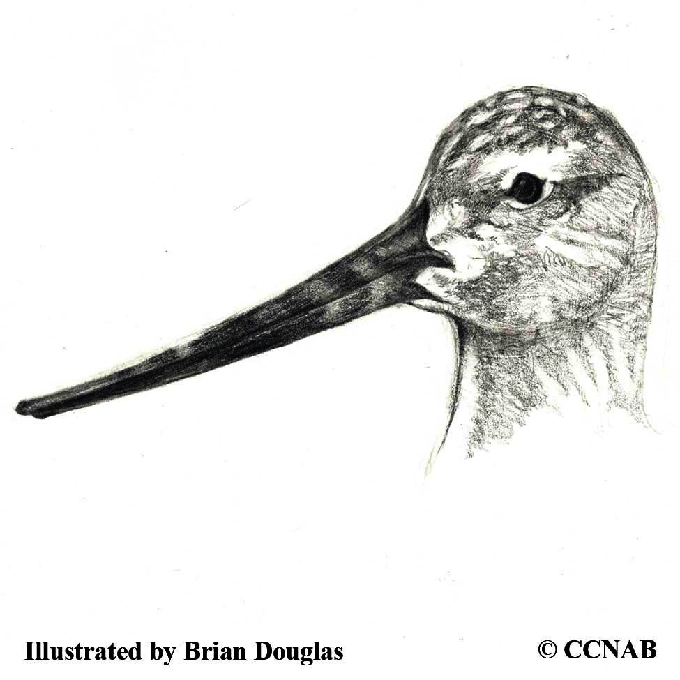 godwits