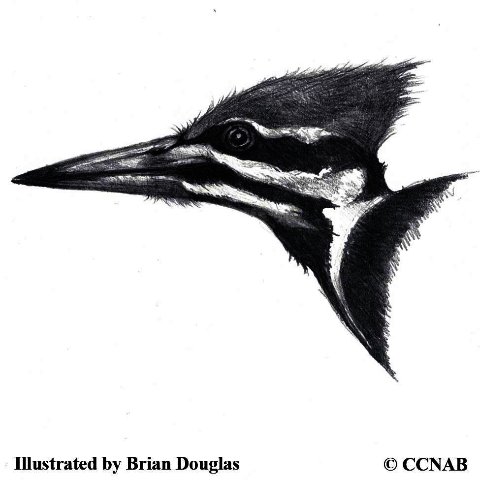 woodpeckers