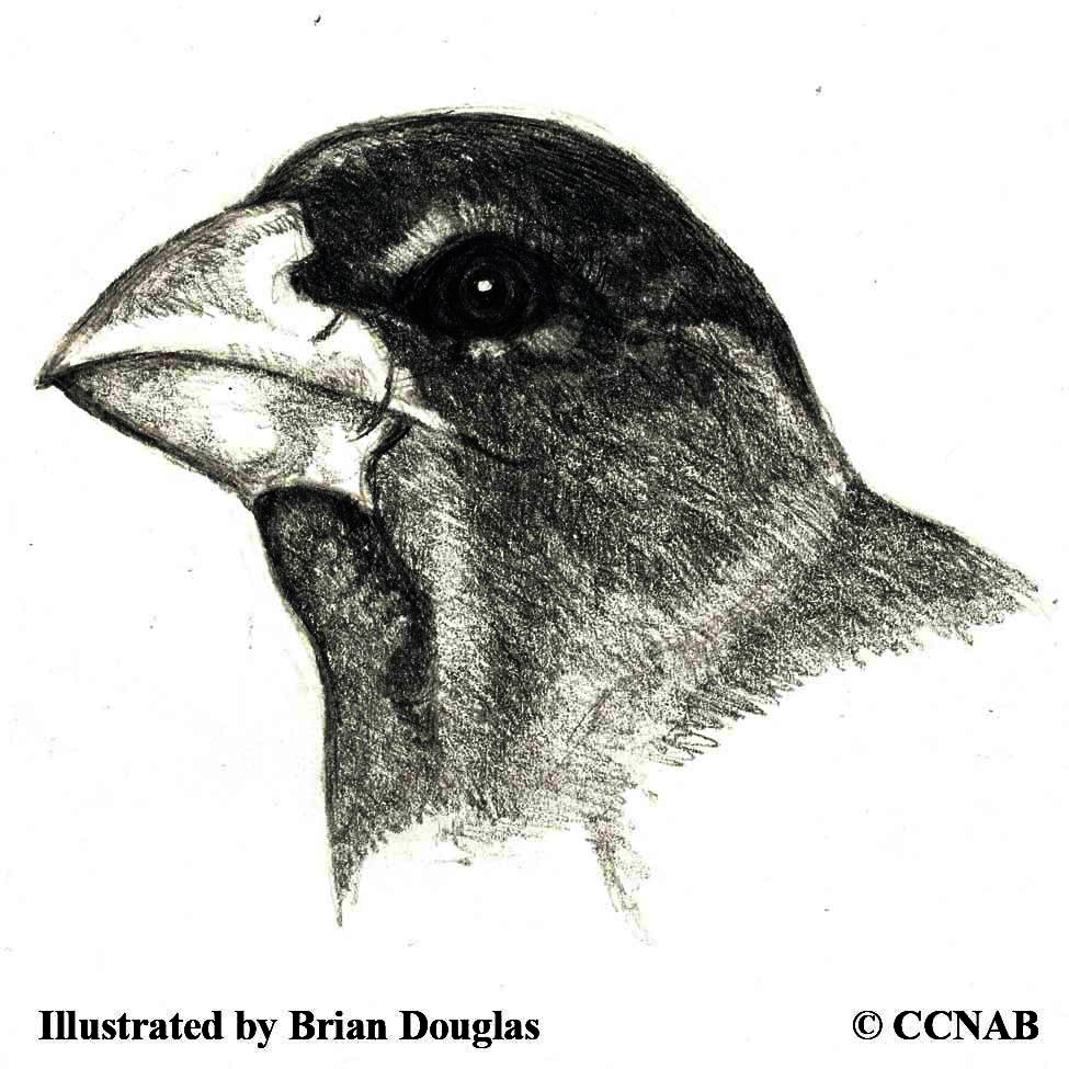 grosbeaks